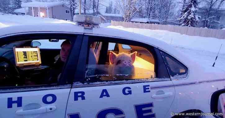 Police Respond After Concerned Citizen Notices Something Isn't Right with Pig, Then He Ends Up in Cop Car