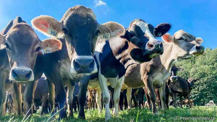 Creekside Cheese + Creamery hosting free farm tours this Friday and Saturday