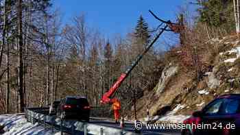 Baumfällarbeiten entlang der Sudelfeld-Bundesstraße 307: Kaum Beeinträchtigungen