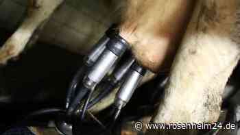 Bauern unter Druck: Steigt der Milchpreis weiter?