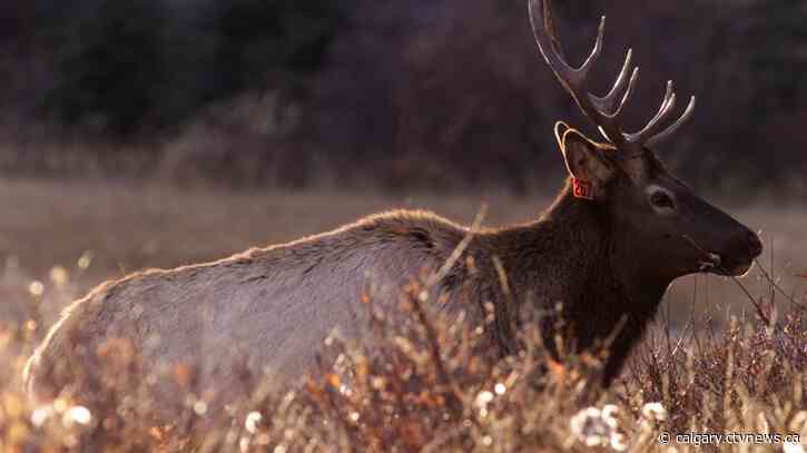 Alberta is most common place for wildlife attacks, Parks Canada data suggests