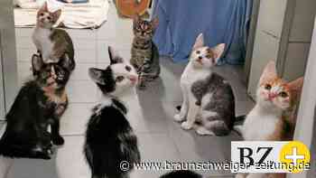 Kastration und Chip für Wendeburger Katzen