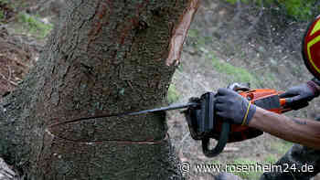 Sicherheit zuerst - Kranke Eschen im Bereich Hochfellnstraße müssen gefällt werden