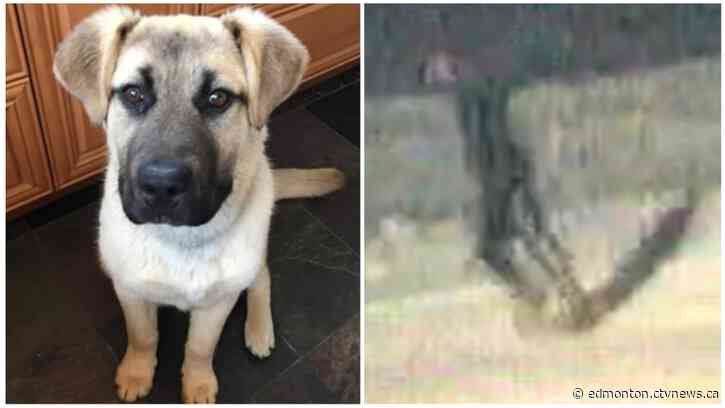 Charges laid in the death of dog that was dragged, left dead in an Edmonton park