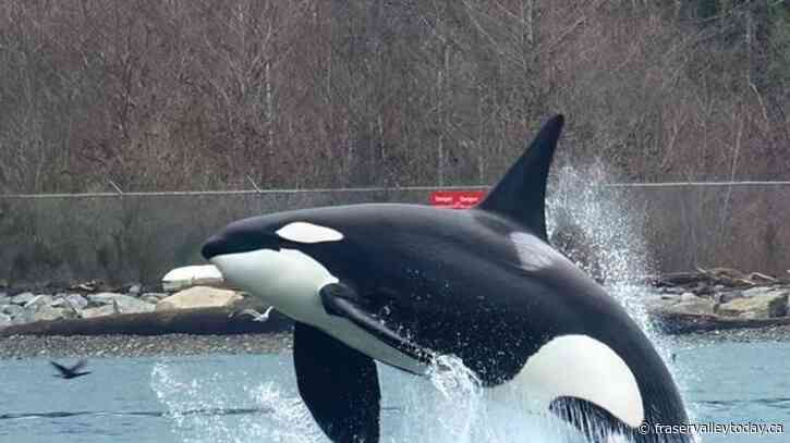 Bird photographer’s stunning image — an orca in flight off Vancouver’s Stanley Park