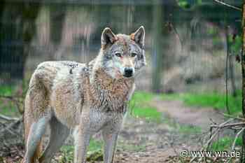 Wölfe: „Jeder Hinweis ist wichtig"