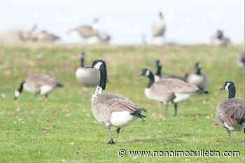 23 geese killed by cars in 3 days’ time in Richmond, sparking warning about the snowbirds