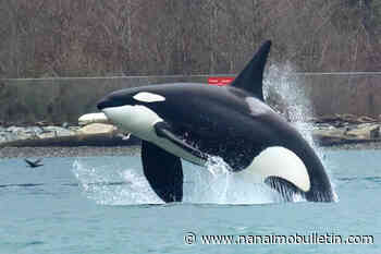 Bird photographer captures stunning image of an orca in flight off Stanley Park