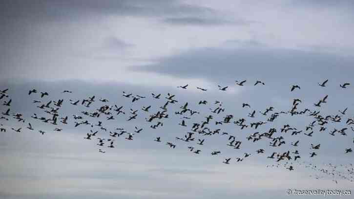 Richmond, B.C., drivers told to slow down as snow geese arrive on roads