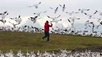 RCMP in Richmond, B.C., warn drivers to watch out for migrating snow geese after 23 birds killed