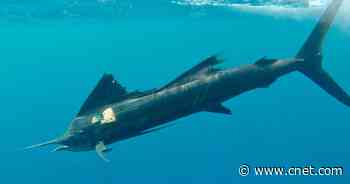 Watch the First POV Video of Fastest Fish in the World Hunting Prey     - CNET
