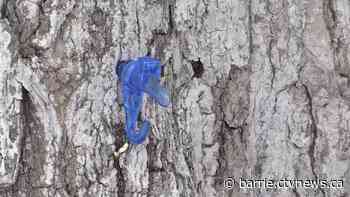 Shaw's Maple Syrup records unprecedented early start to season