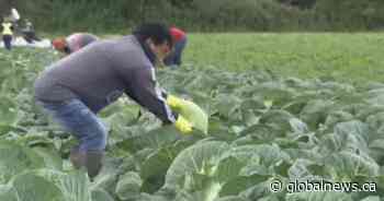 Surrey, B.C. votes to support inclusion of farmland to ALR, First Nations lay land claim