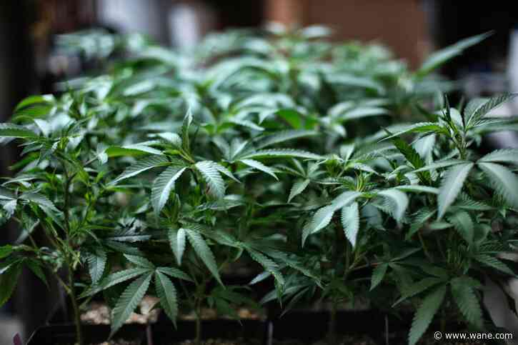 Indiana lawmakers won't vote on bill to decriminalize marijuana