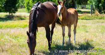 Harness up a winner with this well set-up farm block