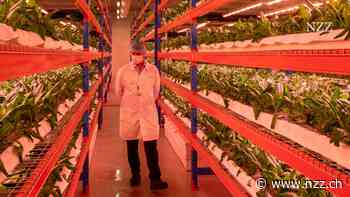 Das Gewächshaus der Zukunft? In Dubai steht die grösste Hors-sol-Farm der Welt