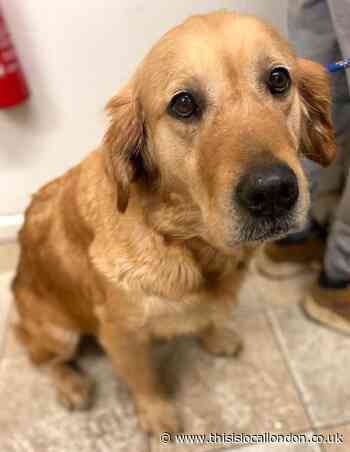 Dog owners who don't pick up their pooch's poo to be fined