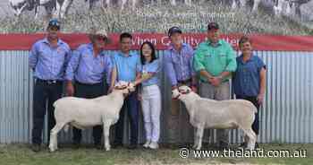 International buyer secures top rams at Red Hill