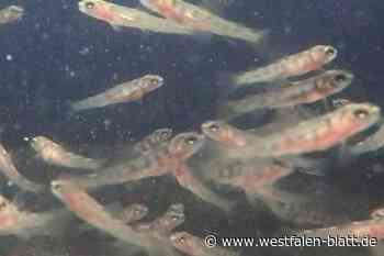Warburg: In der Kinderstube der Fische an der Diemel