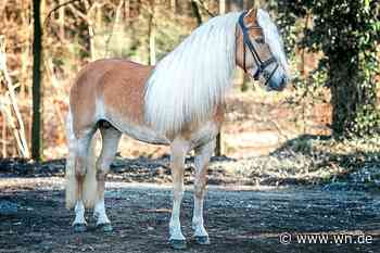 Haflinger auf dem Laufsteg im Westfälischen Pferdezentrum