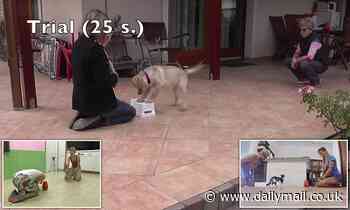 Puppies spontaneously imitate humans, adorable footage shows