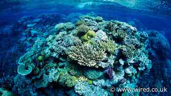 Robots Enter the Race to Help Save Dying Coral Reefs