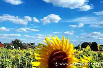 Millionen bestaunen das Sonnenblumenfeld aus Werther