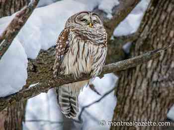 This will be a hoot: Participate in Quebec's backyard bird count