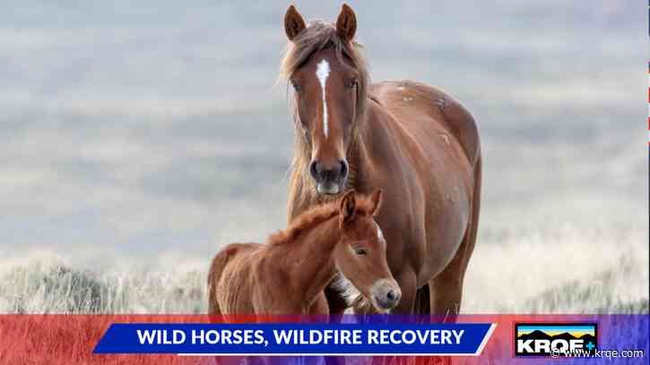 Roundhouse Roundup: Fire recovery, wild horse control