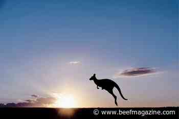 Kangaroo fecal microbes could reduce cow methane emissions