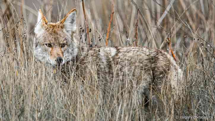 Vauxhall, Alta., warns residents about coyote sightings near school