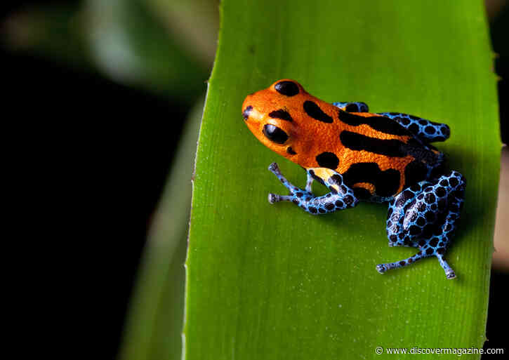 7 Facts You Didn’t Know About Venom and Toxic Animals
