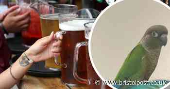 List of the quirky animals living in Bristol's pubs including turtles and parrots - and where to see them