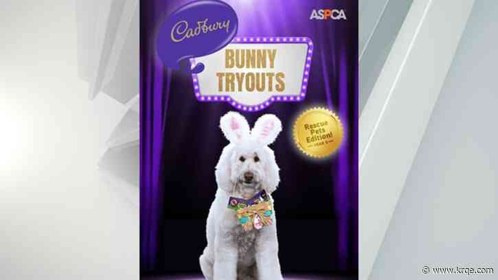Cadbury searching for rescue pet to star in 2023 Easter ad