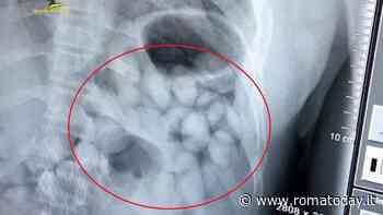 Roma caput ganja: la droga viaggia sui pullman low cost, 18 arresti