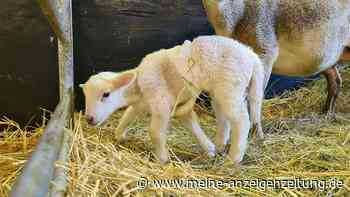 Lamm in Sachsen kommt mit sechs Beinen zur Welt