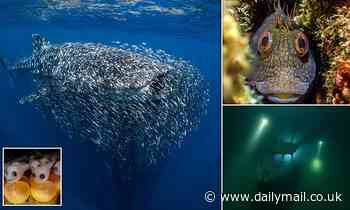 The astonishing winners of the 2023 Underwater Photographer of the Year awards revealed