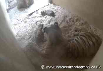 Hidden cameras show birth of rare tiger twins at Chester Zoo