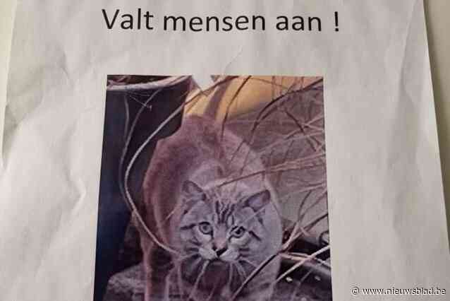 Anonieme buurtbewoner waarschuwt voor ‘gevaarlijke kat’ die mensen aanvalt: “Ik denk dat ze bij de politie eens goed gaan lachen”