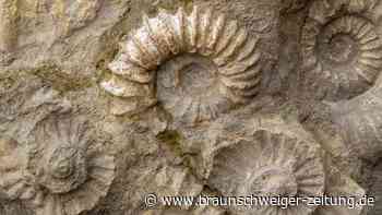 Massensterben auf der Erde: Wann das Leben zurückkehrte