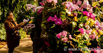 Orchids Take Their Star Turn at the New York Botanical Garden