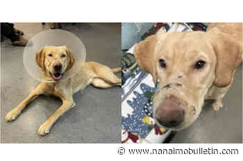 Dog named Buttercup found running loose with muzzle taped shut, broken leg: BC SPCA