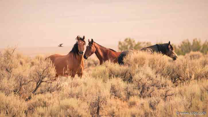 Bill to control wild horses in New Mexico moves forward