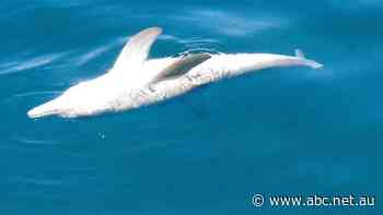 'A black and white lie': Gas giant Santos accused of cover-up over oil spill, marine deaths off West Australian coast