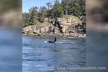 J-pod killer whales swim against the current at Nanaimo’s Dodd Narrows