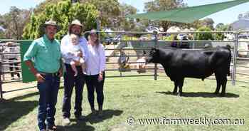 Ardcairnie Angus bull makes $21,500