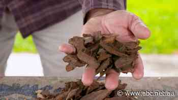 Use wood mulch in your garden? You may need to consider an alternative soon