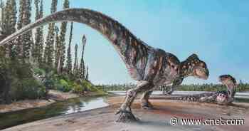 Dinosaur Footprint Sets Record: 'Couldn't Believe What I Was Looking At'     - CNET