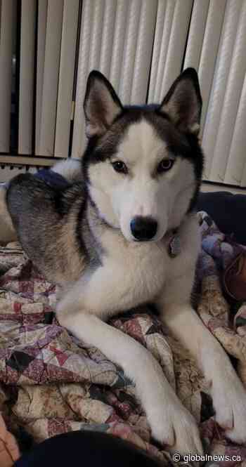 Owner says dog seriously injured in Markham, Ont. hit and run