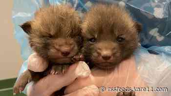 Freezing fox kits rescued off Lake Minnetonka